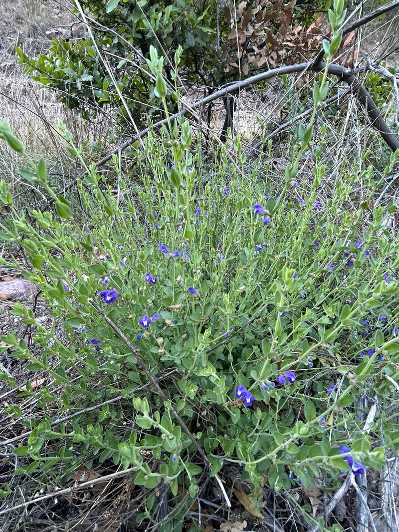 Mexican Skullcap photo 8