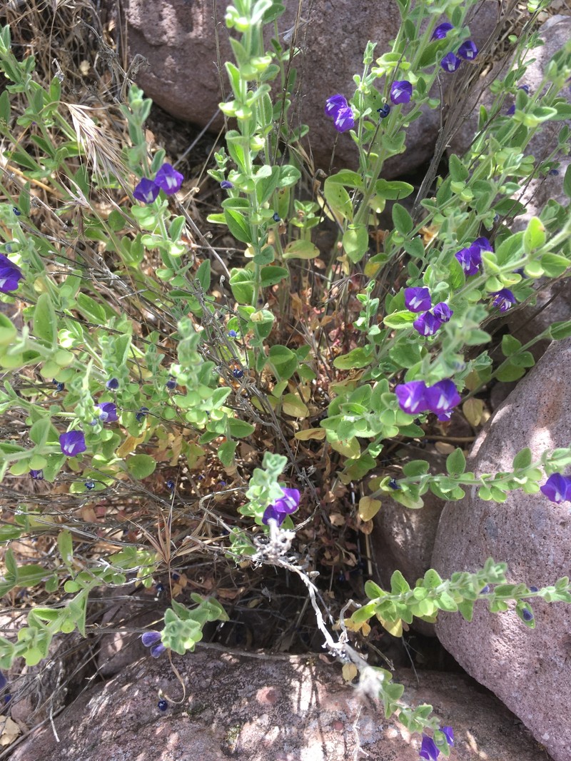 Scutellaria potosina subsp. platyphylla