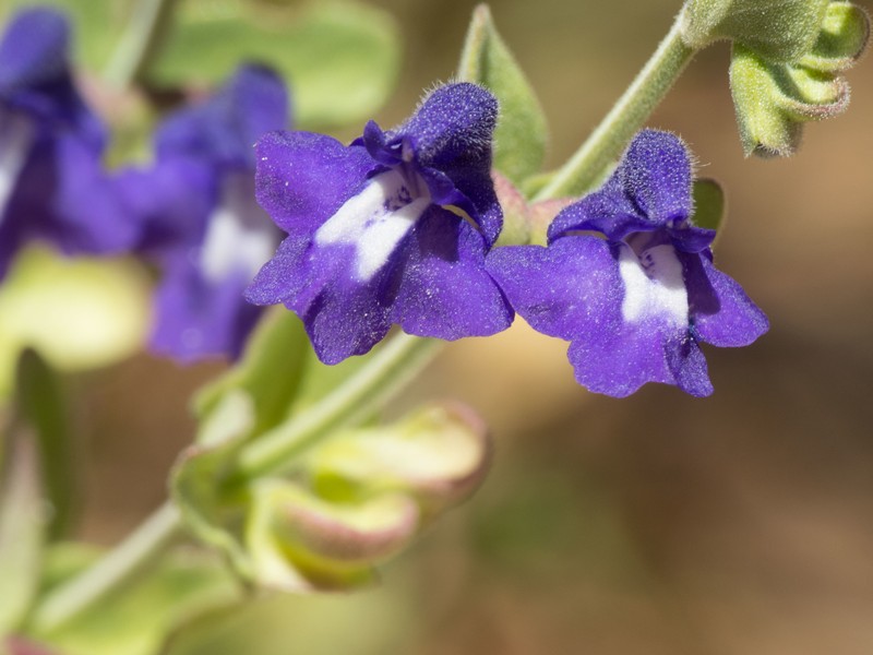 Scutellaria potosina subsp. platyphylla photo 2