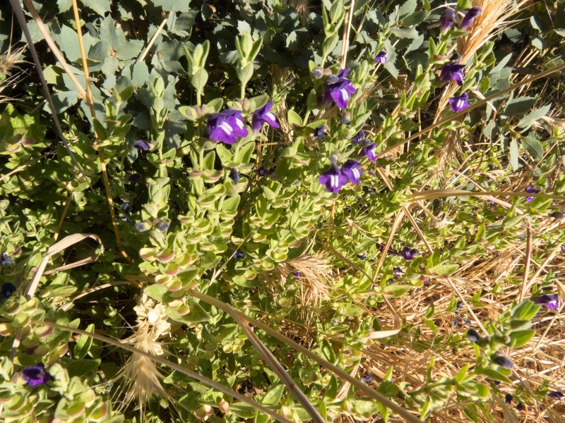 Scutellaria potosina subsp. platyphylla photo 3