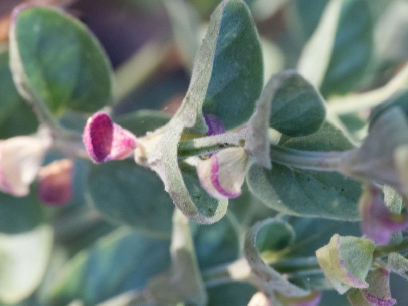 Scutellaria potosina subsp. platyphylla photo 4