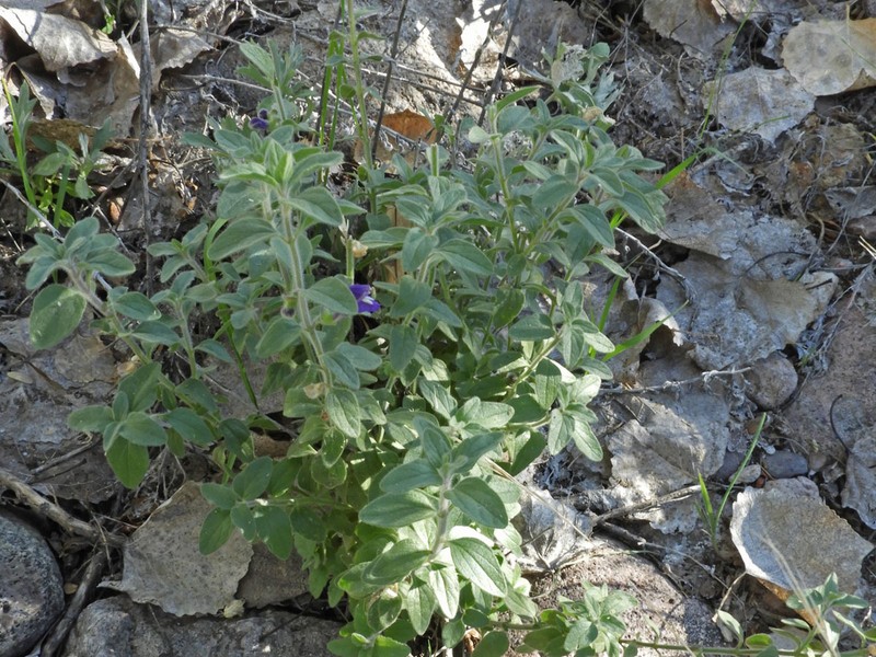Scutellaria potosina subsp. platyphylla photo 5