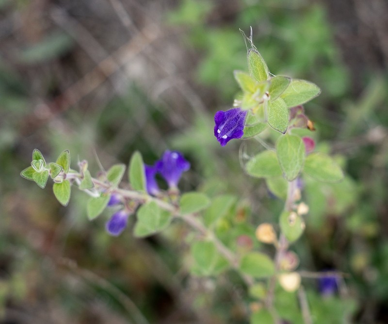 Scutellaria potosina subsp. platyphylla photo 6