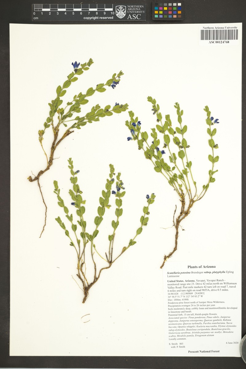 Scutellaria potosina subsp. platyphylla photo 7