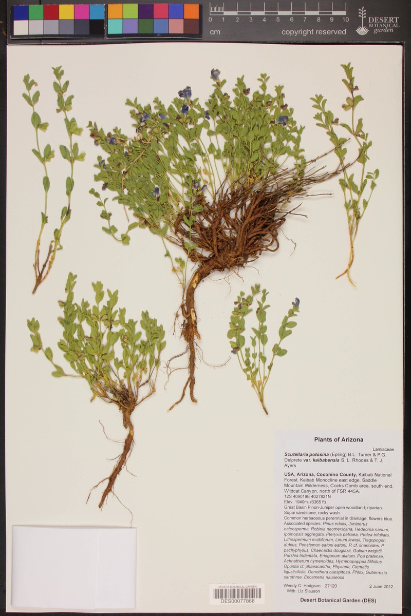 Scutellaria potosina var. kaibabensis