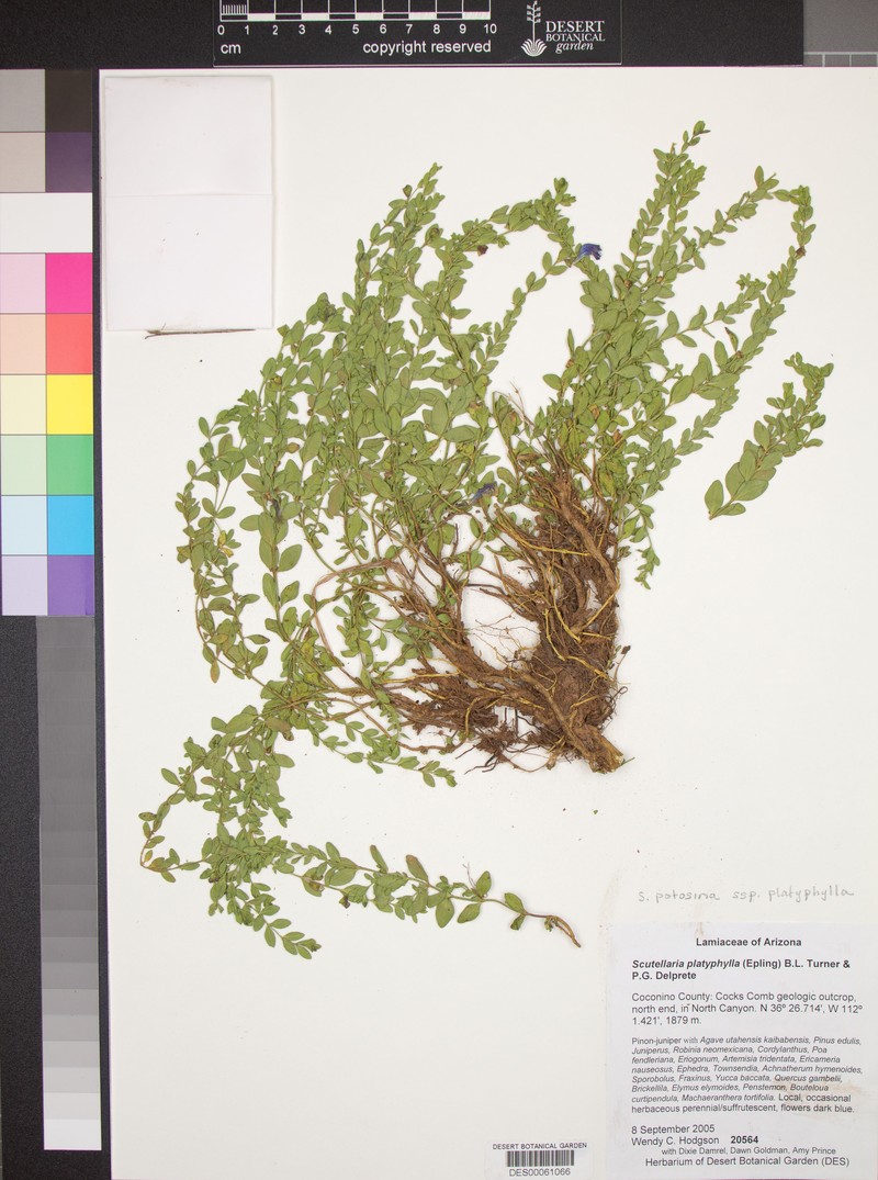 Scutellaria potosina var. kaibabensis photo 2