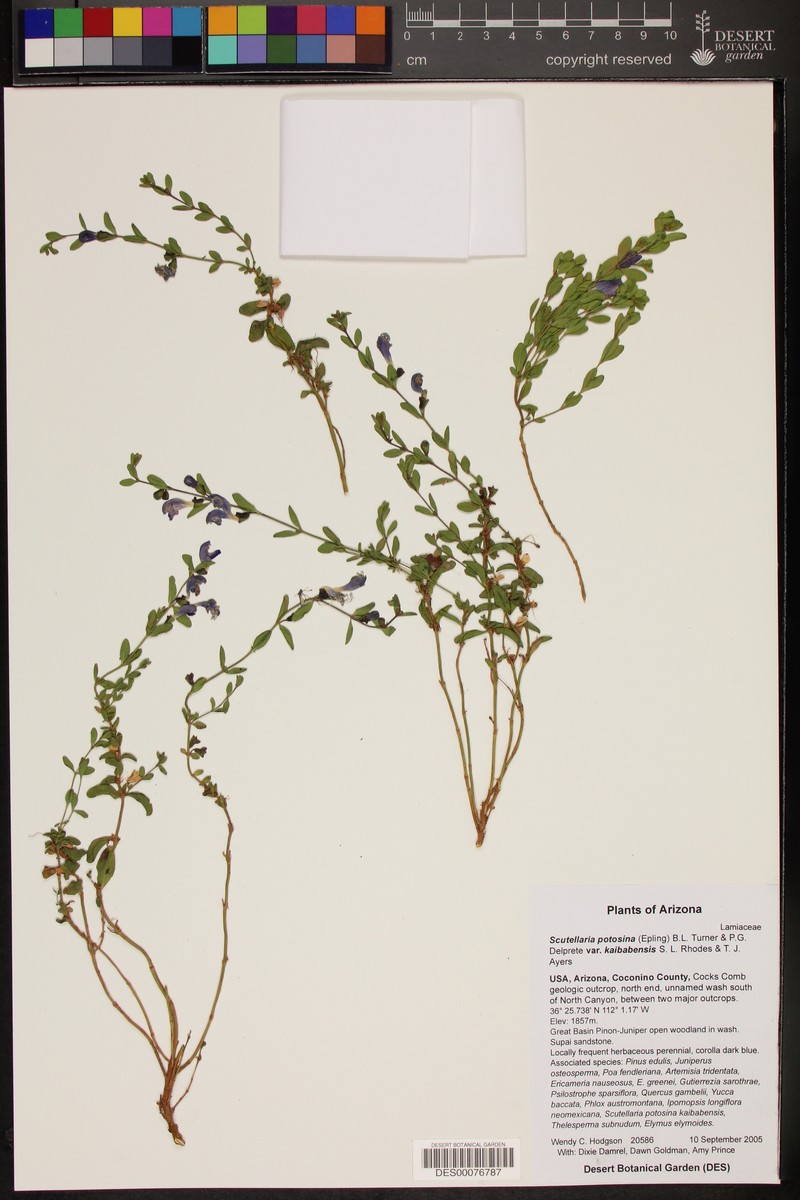 Scutellaria potosina var. kaibabensis photo 3