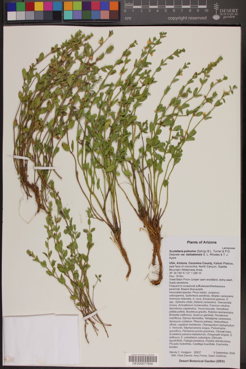 Scutellaria potosina var. kaibabensis photo 4