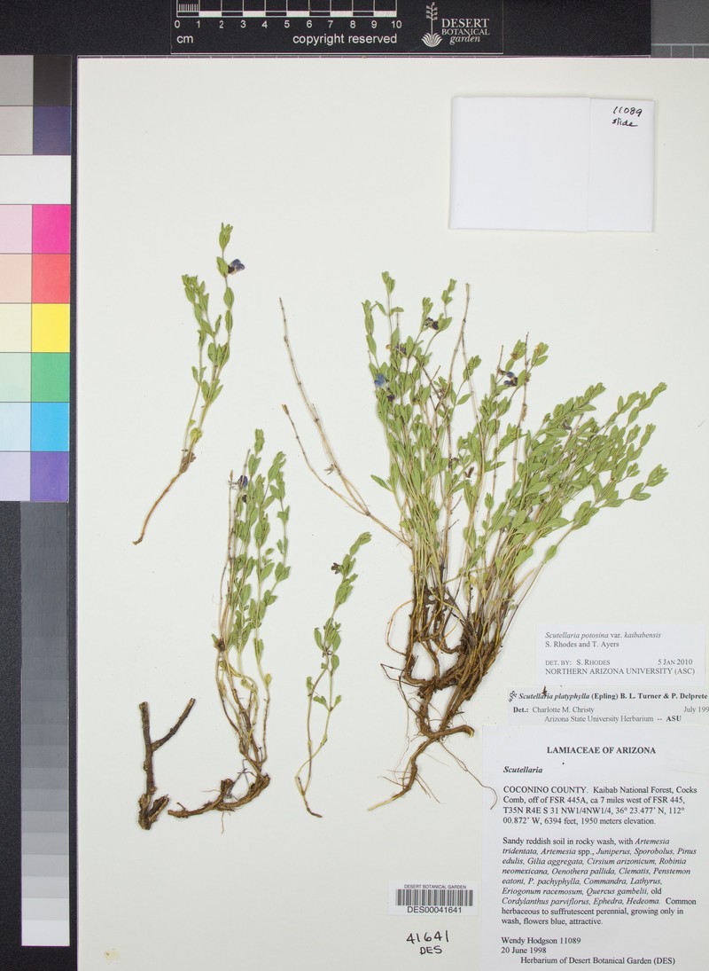 Scutellaria potosina var. kaibabensis photo 5