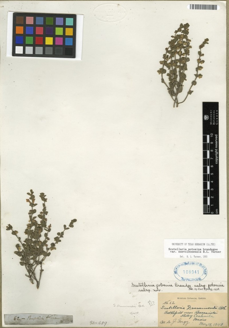 Scutellaria potosina var. novoleonensis