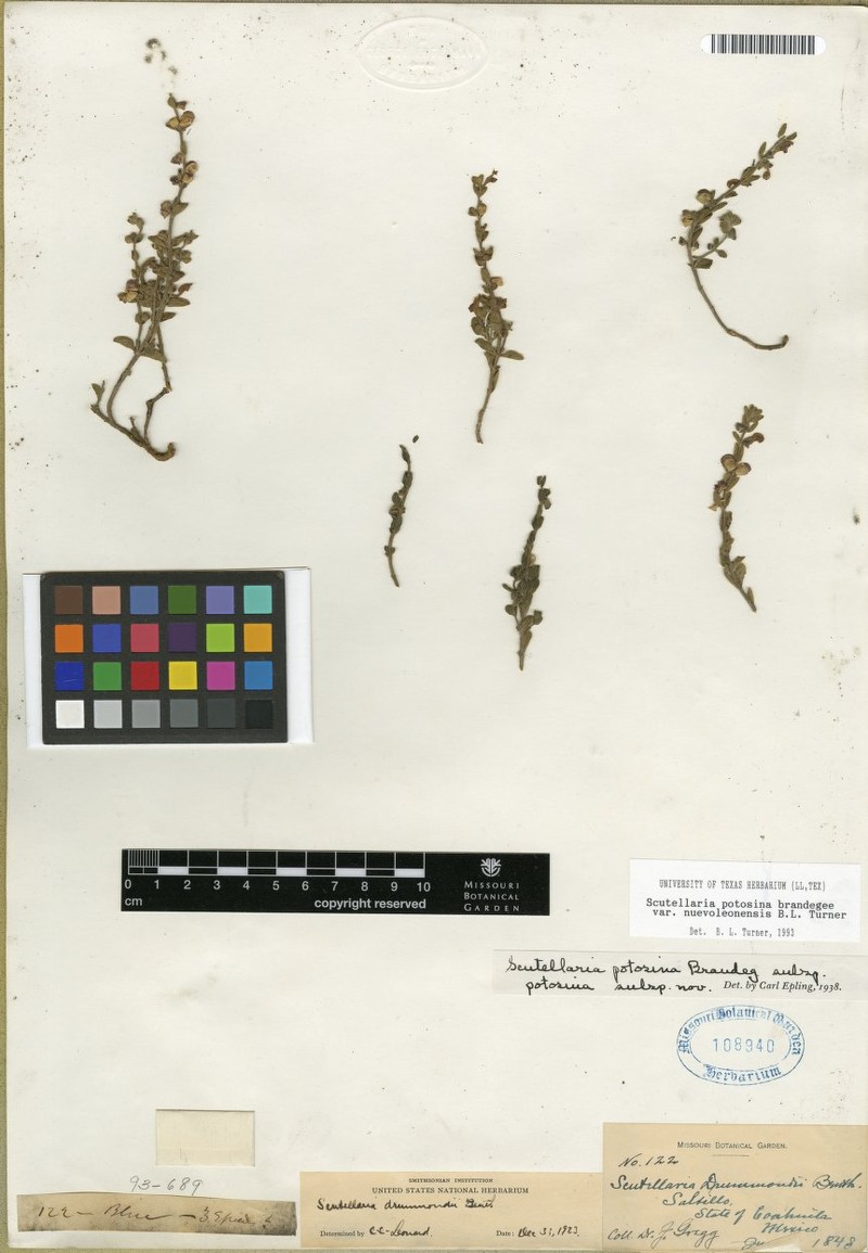 Scutellaria potosina var. novoleonensis photo 2