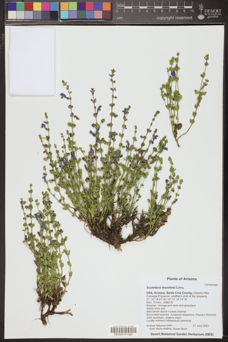 Scutellaria potosina var. tessellata