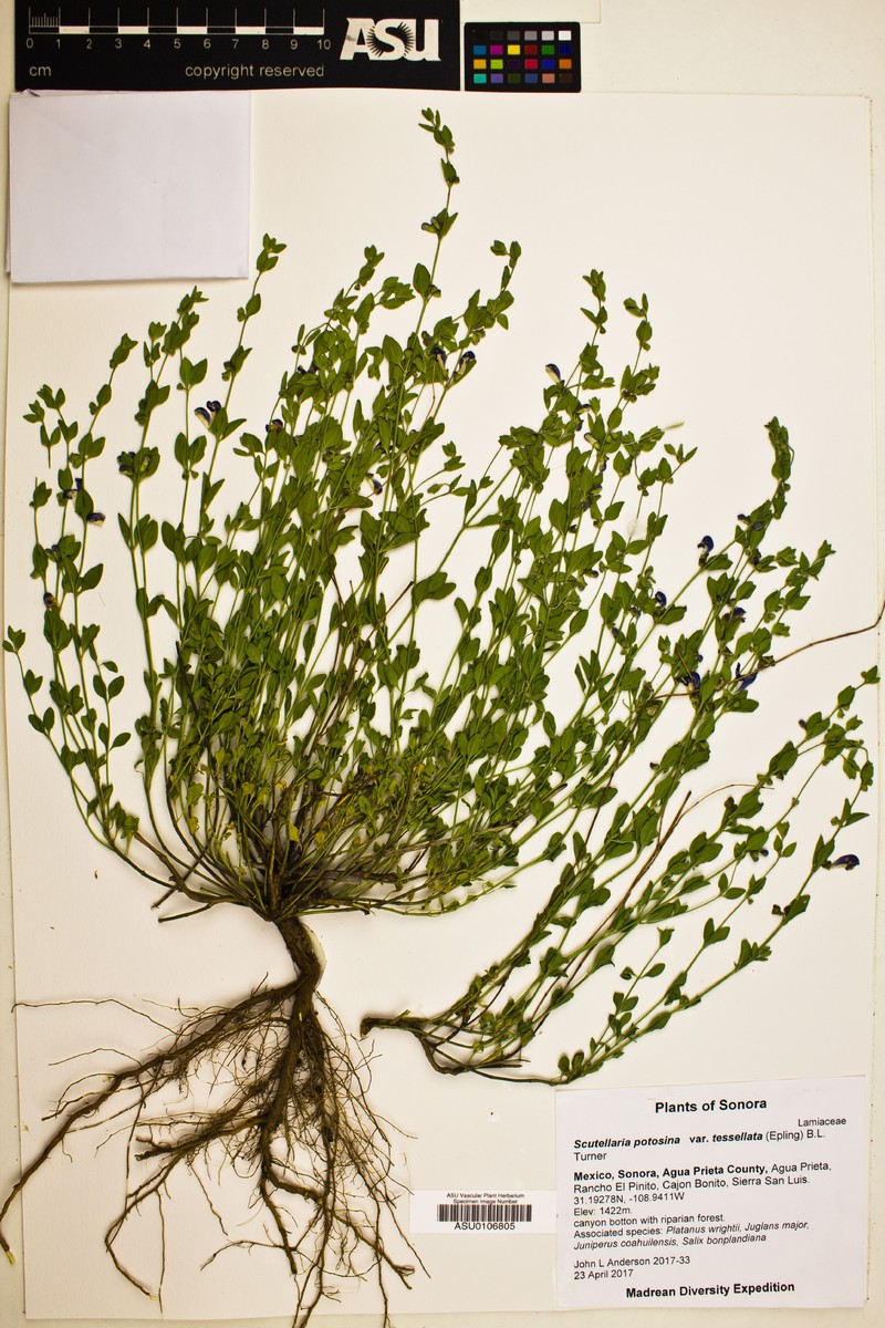 Scutellaria potosina var. tessellata photo 2