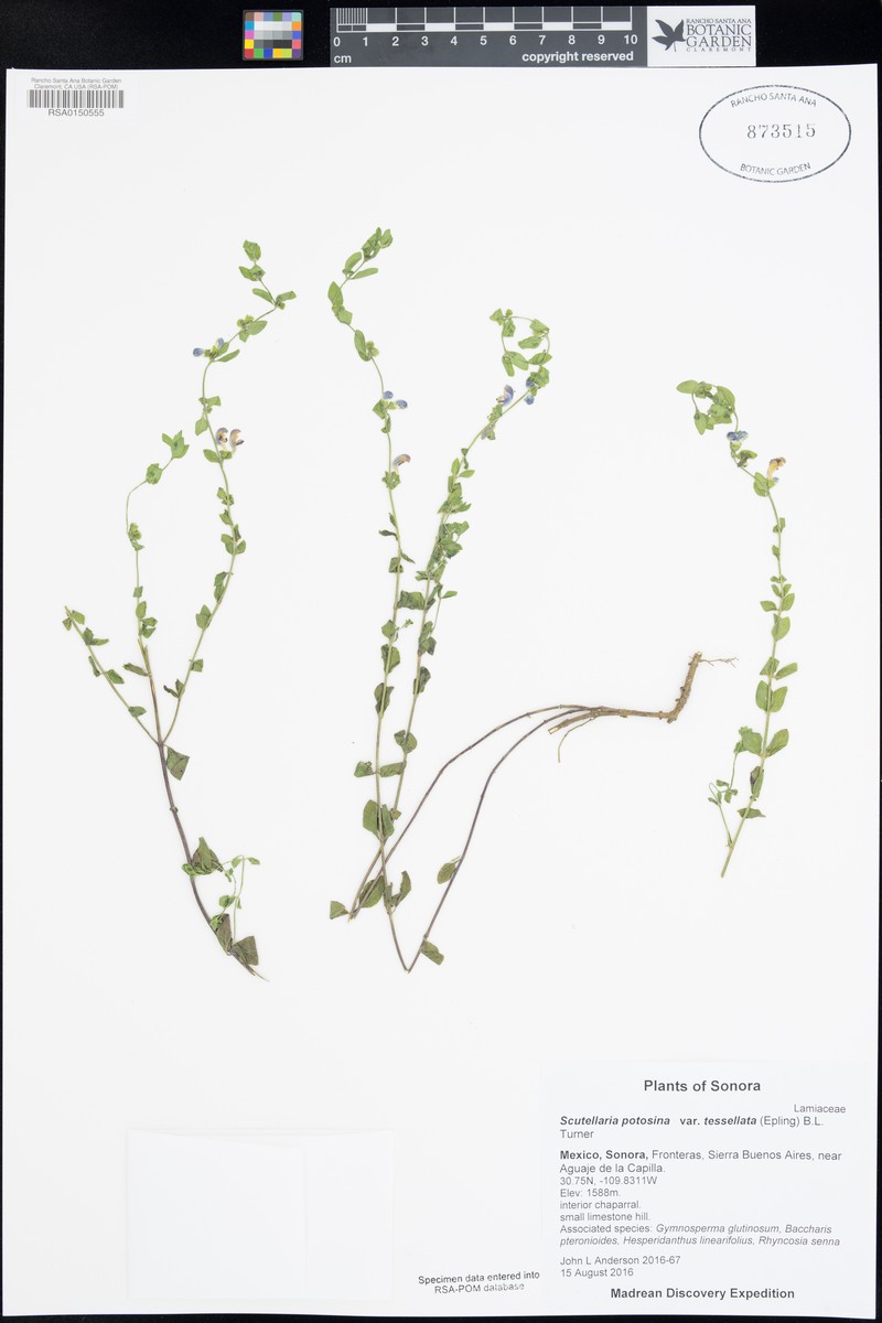 Scutellaria potosina var. tessellata photo 3