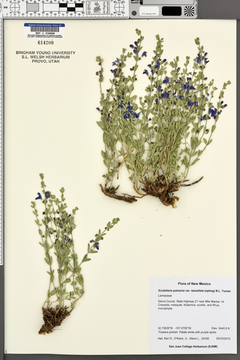 Scutellaria potosina var. tessellata photo 4