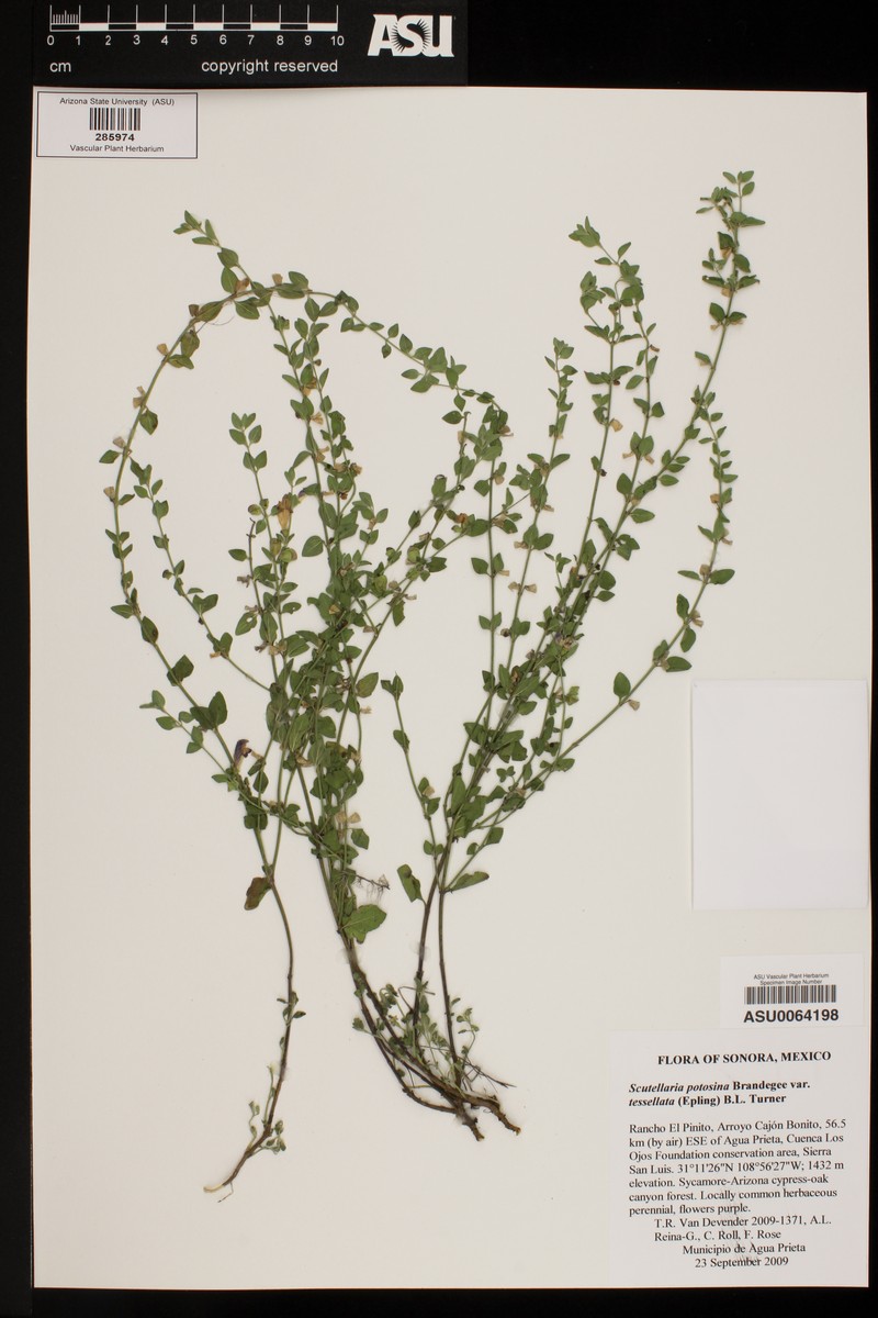 Scutellaria potosina var. tessellata photo 5