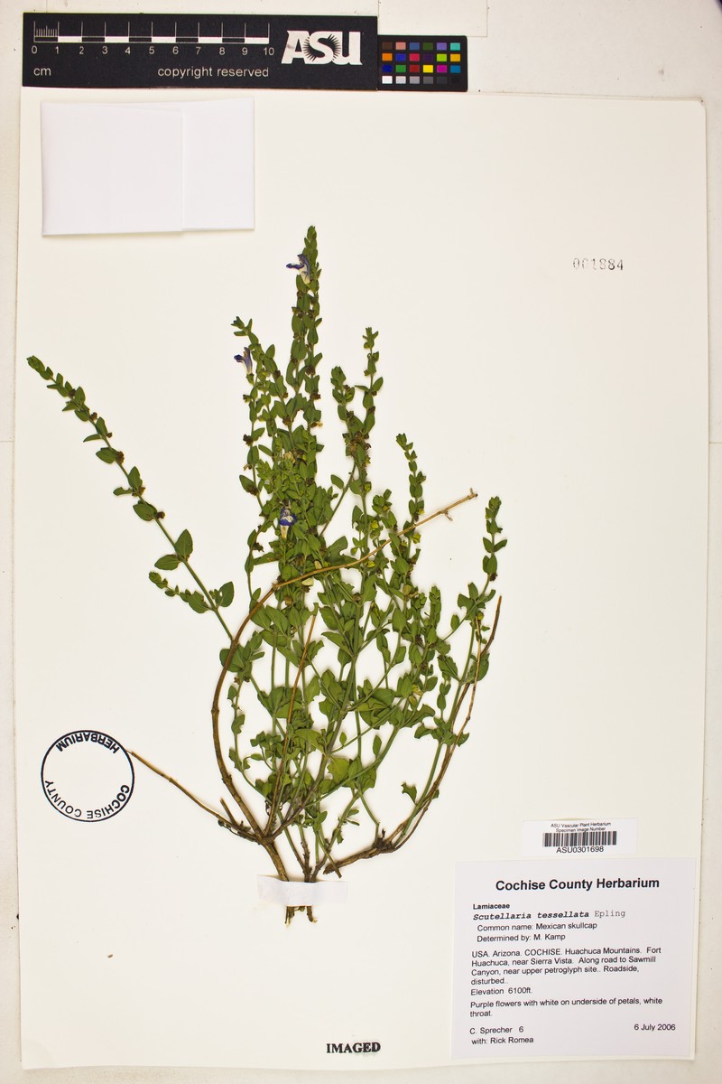 Scutellaria potosina var. tessellata photo 6