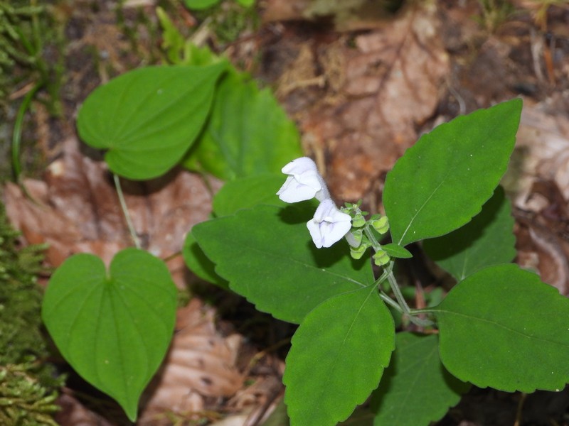 Falseteeth Skullcap