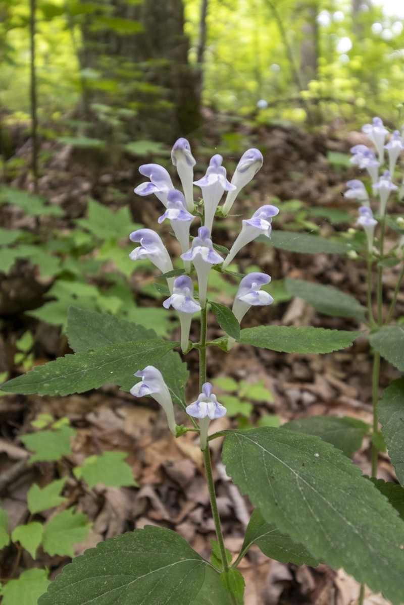 Falseteeth Skullcap photo 2