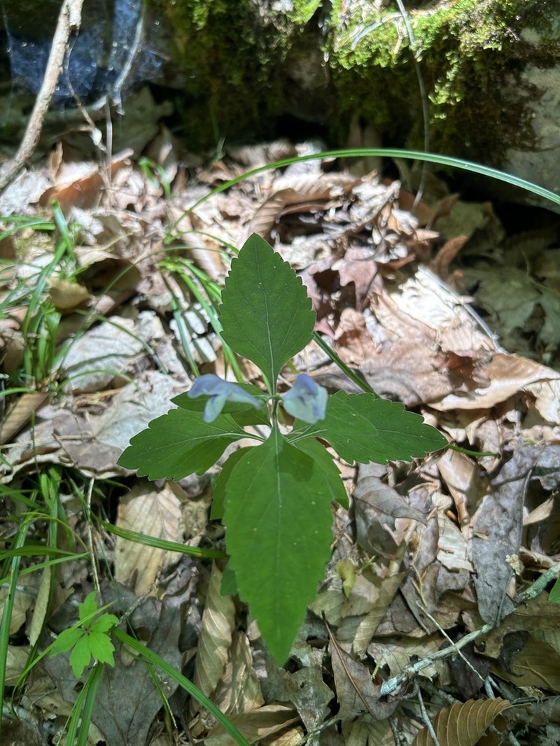 Falseteeth Skullcap photo 3