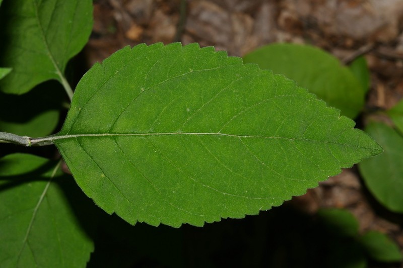 Falseteeth Skullcap photo 4