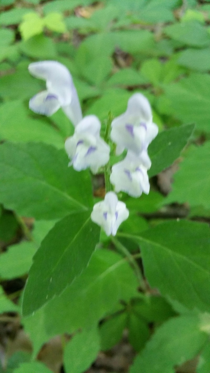 Falseteeth Skullcap photo 5