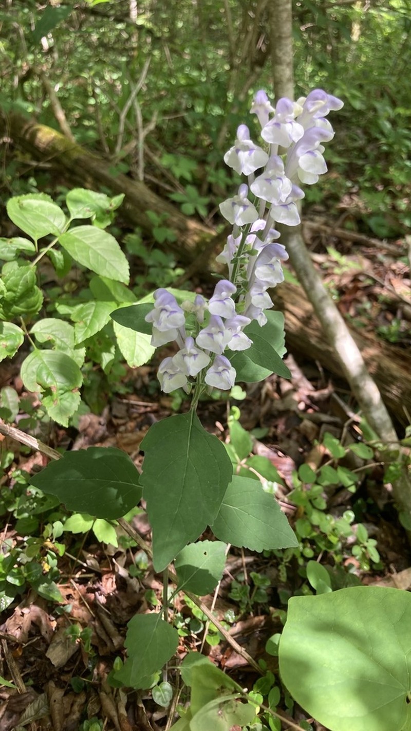 Falseteeth Skullcap photo 6
