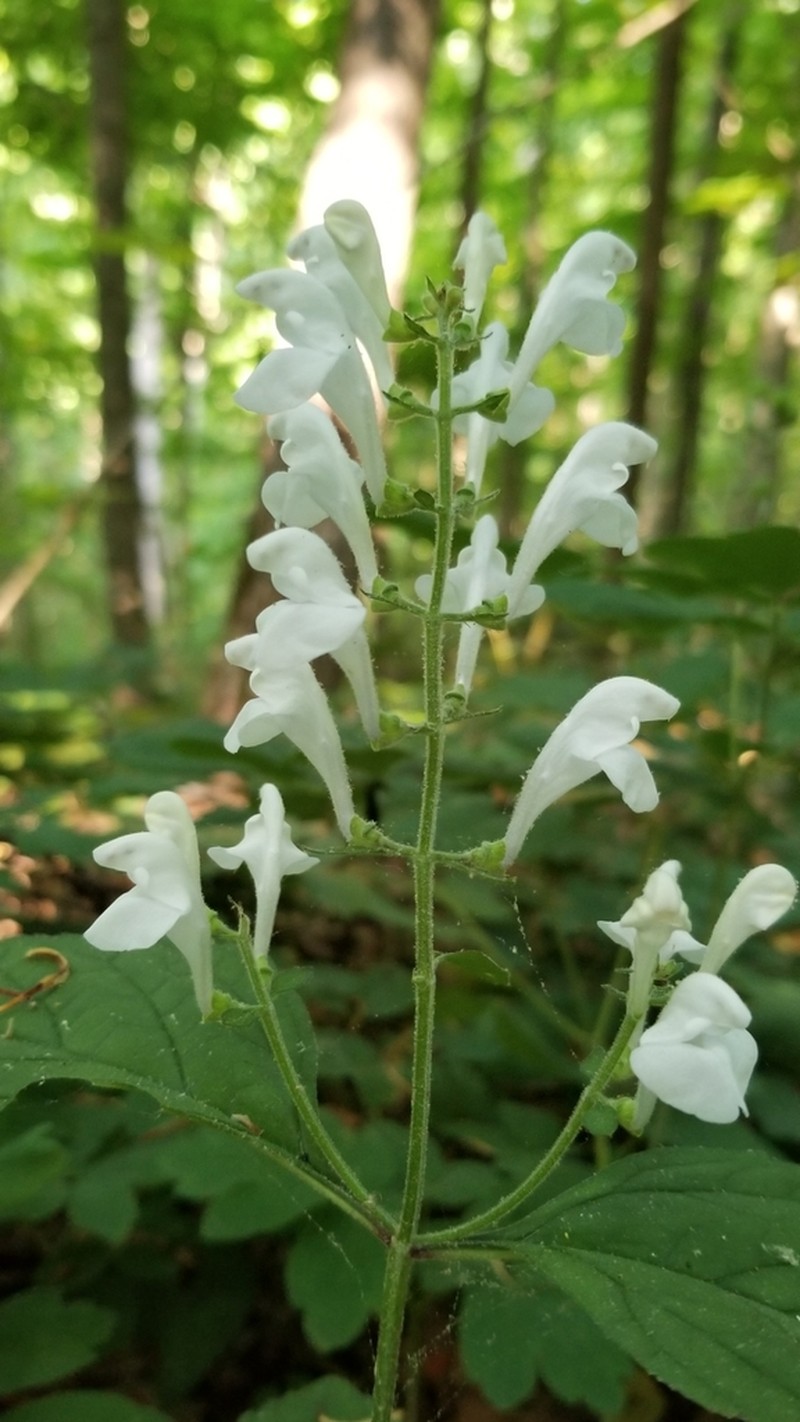 Falseteeth Skullcap photo 7
