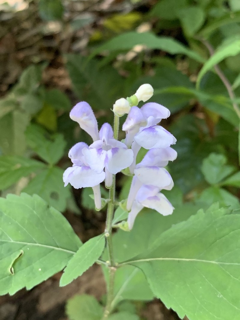 Falseteeth Skullcap photo 8