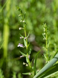 South American Skullcap