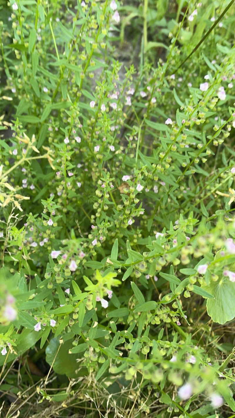 South American Skullcap photo 2