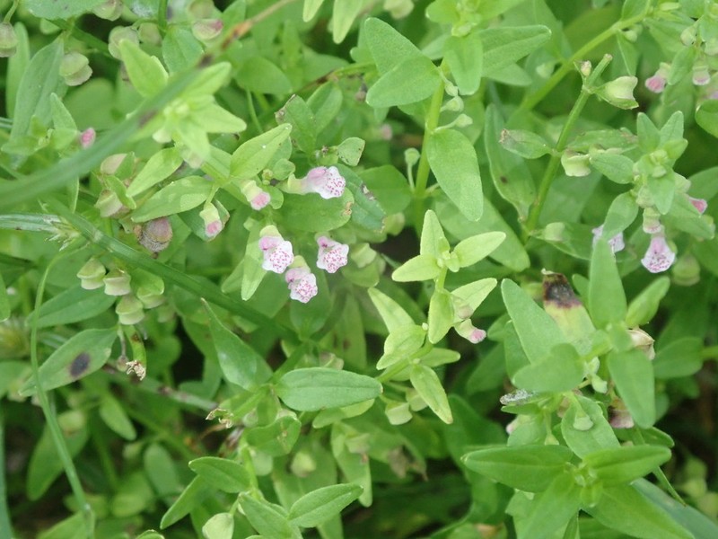 South American Skullcap photo 3