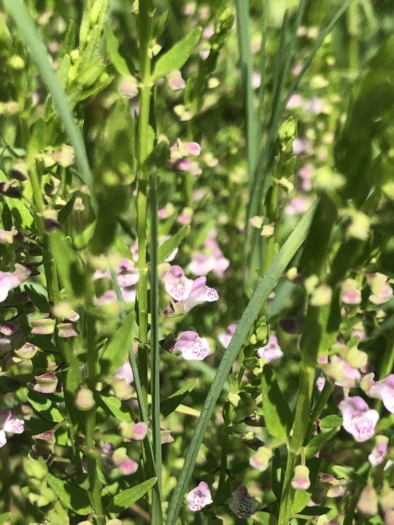 South American Skullcap photo 4