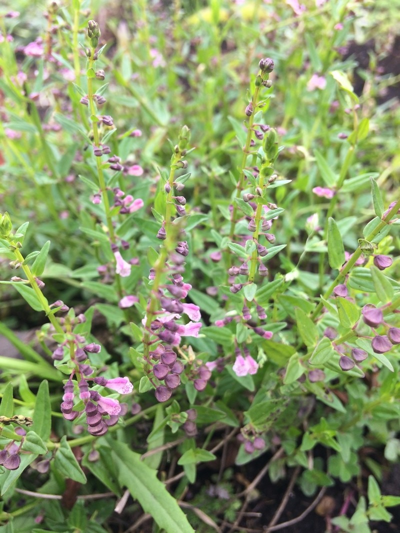 South American Skullcap photo 5