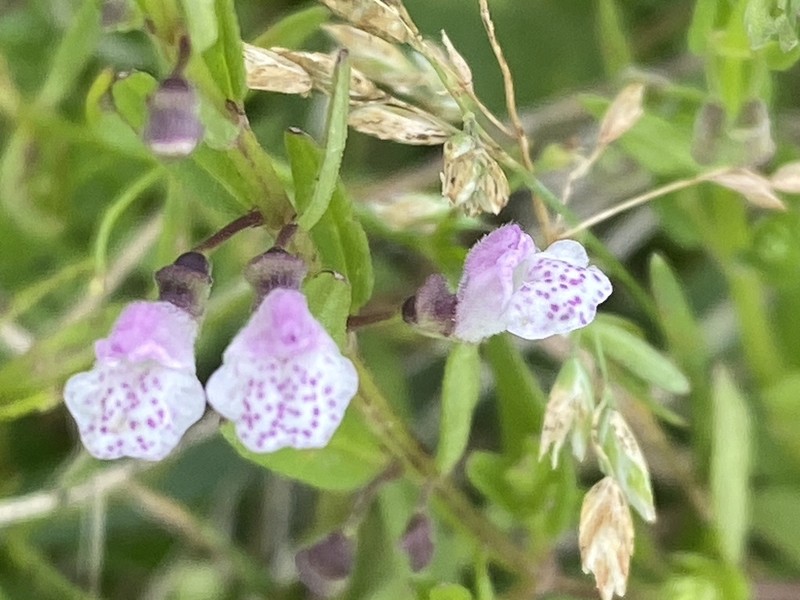 South American Skullcap photo 6