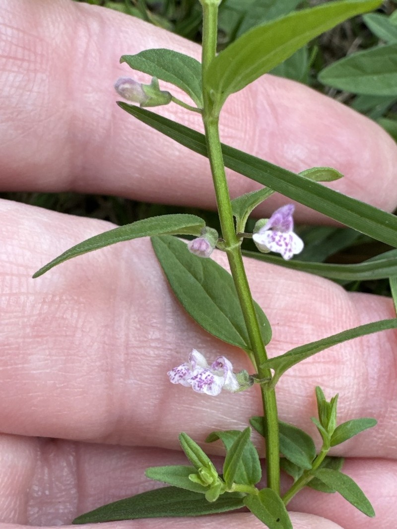 South American Skullcap photo 7