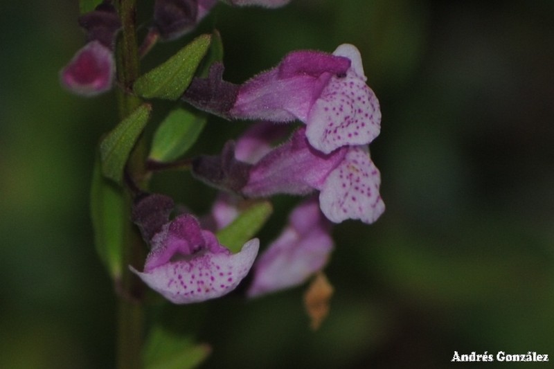 South American Skullcap photo 2