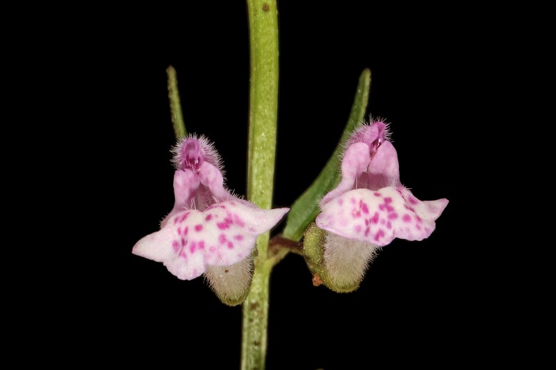 South American Skullcap photo 3