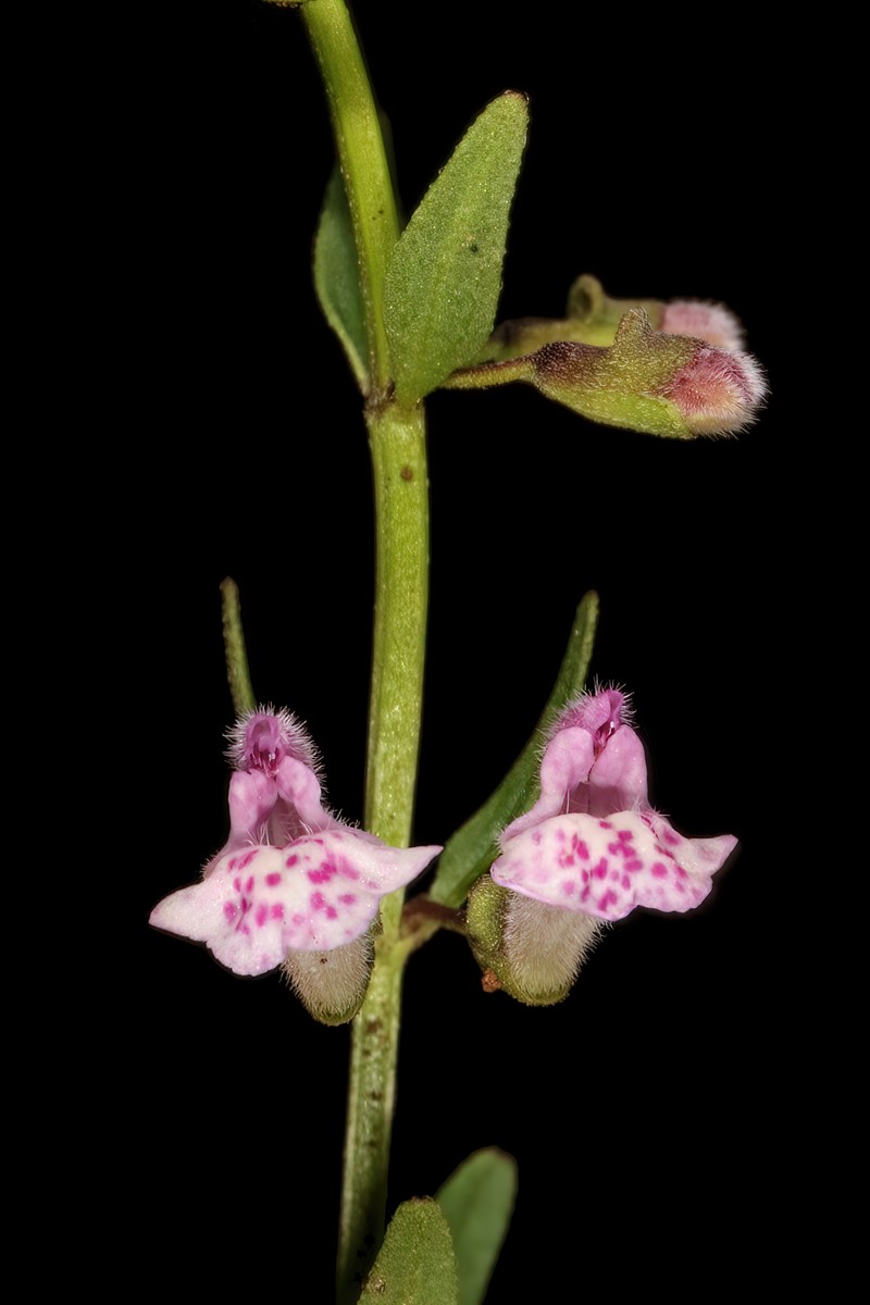 South American Skullcap photo 4