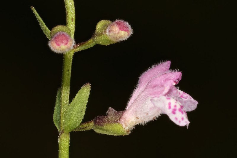 South American Skullcap photo 5