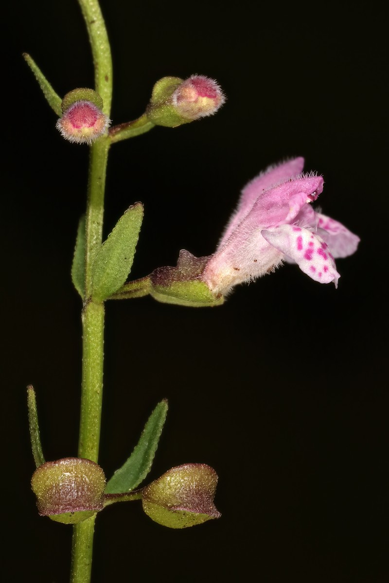 South American Skullcap photo 6