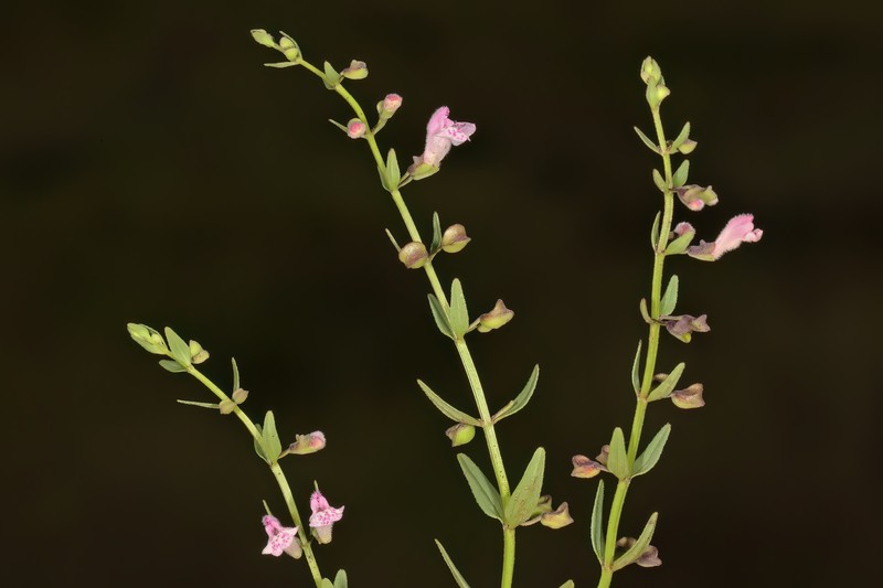 South American Skullcap photo 7