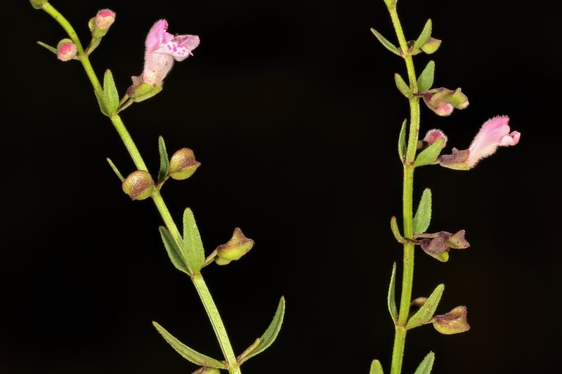 South American Skullcap photo 8