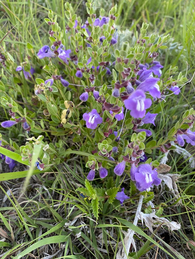 Sticky Skullcap
