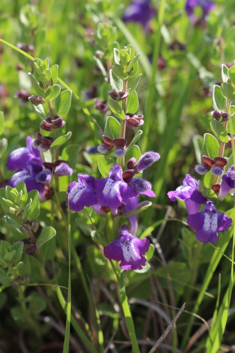 Sticky Skullcap photo 2