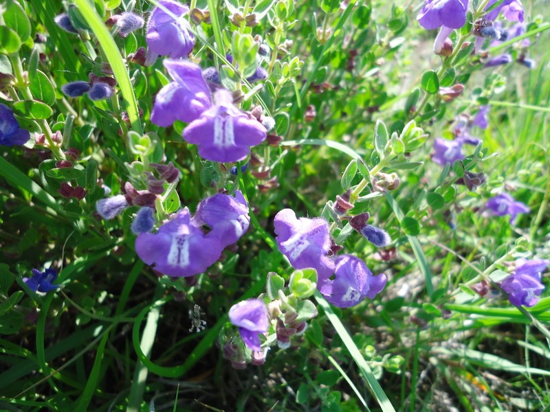 Sticky Skullcap photo 3