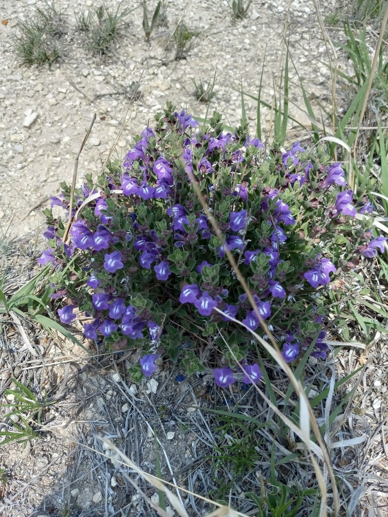 Sticky Skullcap photo 4