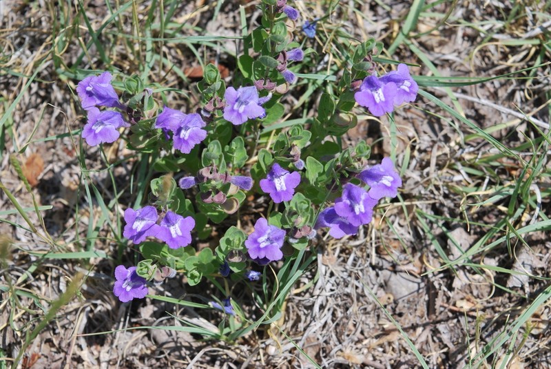 Sticky Skullcap photo 5