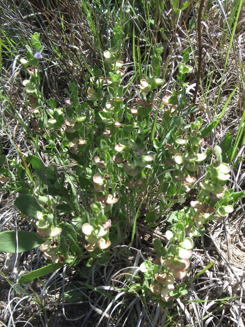 Sticky Skullcap photo 6