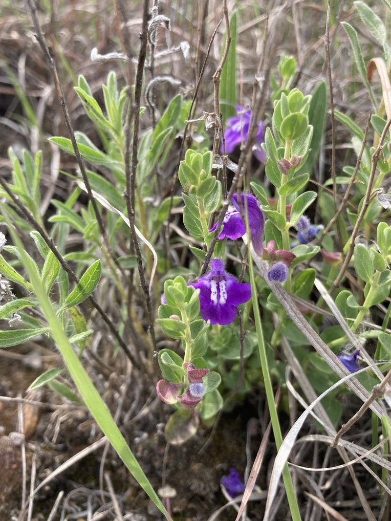 Sticky Skullcap photo 7